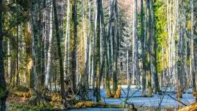 Przedwiośnie 2021 w lesie niedaleko Szczybałów Giżyckich - zdjęcie 21