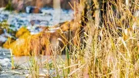 Zimowy las nad jeziorem Mulik, styczeń 2021 - zdjęcie 21