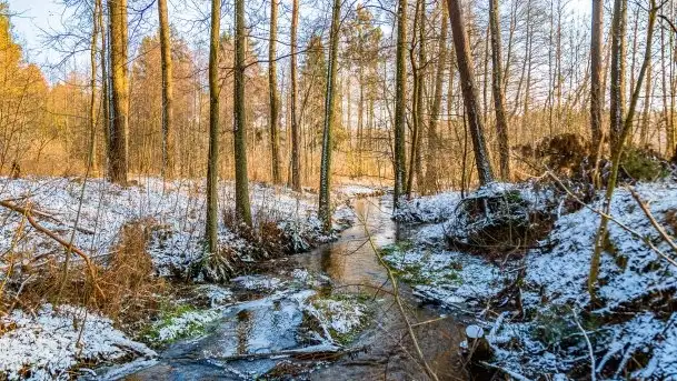 Zimowy las nad jeziorem Mulik, styczeń 2021