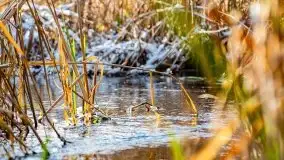 Zimowy las nad jeziorem Mulik, styczeń 2021 - zdjęcie 24