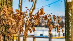 Zimowa Stranda i jezioro Kisajno, styczeń 2022 r. - zdjęcie 22