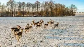 Daniele w okolicach Sztynortu, styczeń 2022 r. - zdjęcie 20