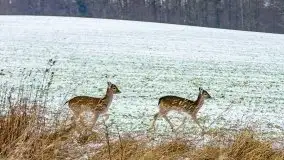 Daniele w okolicach Sztynortu, styczeń 2022 r. - zdjęcie 9
