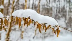 Zimowe widoki, pomiędzy Giżyckiem a Wilkasami - zdjęcie 15