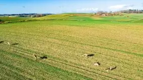 Sarny na mazurskich bezdrożach i polach - zdjęcie 9