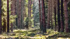 Wierzba i puszcza Piska, luty 2022 r. - zdjęcie 48