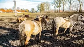 Wierzba i puszcza Piska, luty 2022 r. - zdjęcie 42