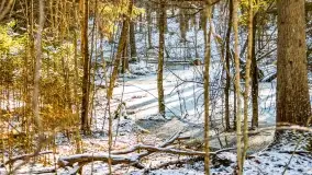 Zimowe migawki z puszczy Boreckiej, luty 2022 r. - zdjęcie 12