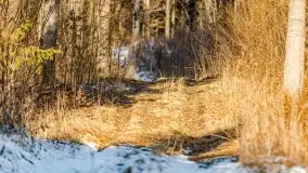 Zimowe migawki z puszczy Boreckiej, luty 2022 r. - zdjęcie 9