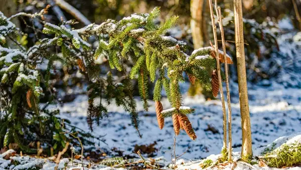 Zimowe migawki z puszczy Boreckiej, luty 2022 r. - zdjęcie 2