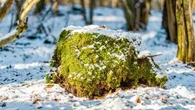 Zimowe migawki z puszczy Boreckiej, luty 2022 r. - zdjęcie 17