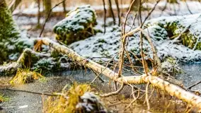 Zimowe migawki z puszczy Boreckiej, luty 2022 r. - zdjęcie 5