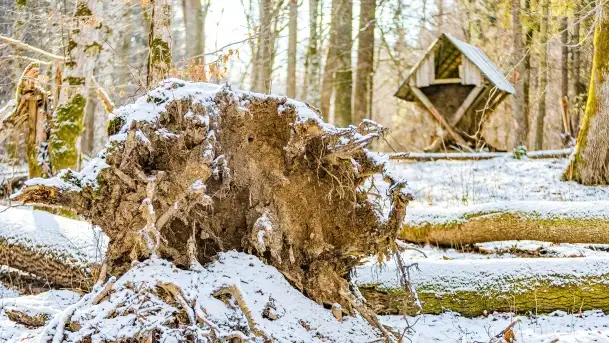 Zimowe migawki z puszczy Boreckiej, luty 2022 r. - zdjęcie 1