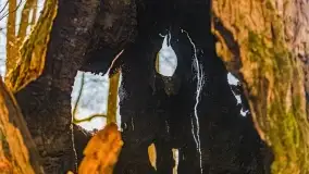 Rezerwat Sztynort u progu wiosny 2022 r. - zdjęcie 15