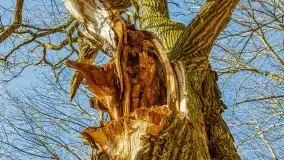 Rezerwat Sztynort u progu wiosny 2022 r. - zdjęcie 10