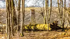 Rezerwat Sztynort u progu wiosny 2022 r. - zdjęcie 6