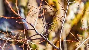 Rezerwat Sztynort u progu wiosny 2022 r. - zdjęcie 3