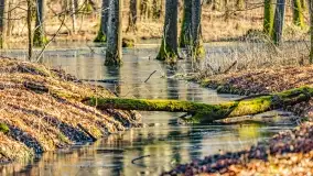 Rezerwat Sztynort u progu wiosny 2022 r. - zdjęcie 1