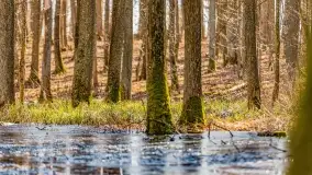 Rezerwat Sztynort u progu wiosny 2022 r. - zdjęcie 31