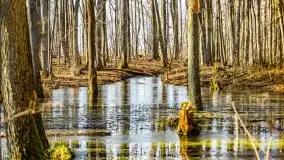 Rezerwat Sztynort u progu wiosny 2022 r. - zdjęcie 8