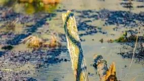 Rezerwat Sztynort u progu wiosny 2022 r. - zdjęcie 18