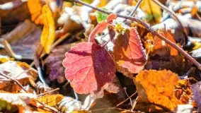 Rezerwat Sztynort u progu wiosny 2022 r. - zdjęcie 16