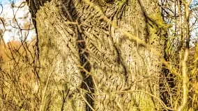 Jezioro Kirsajty i przedwiośnie - zdjęcie 32