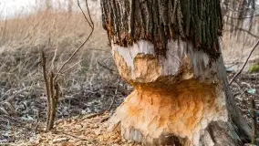 Marcowy zachód słońca nad jeziorem Kisajno - zdjęcie 55