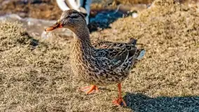 Przedwiośnie w Ełku, marzec 2022 r. - zdjęcie 60