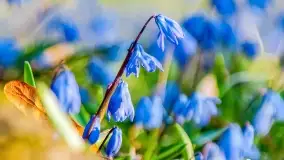 Kwitnące cebulice i wiosna w giżyckim parku - zdjęcie 14