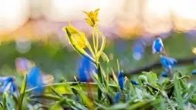 Kwitnące cebulice i wiosna w giżyckim parku - zdjęcie 5