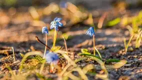 Kwitnące cebulice i wiosna w giżyckim parku - zdjęcie 3