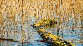 Jezioro Ołów w pierwszych dniach wiosny - zdjęcie 12