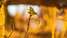 Wschód słońca przy wyspie Wydmińskiej, kwiecień 2022 r. - zdjęcie 32