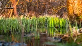 Zachód słońca nad jeziorem Dobskim, kwiecień 2022 - zdjęcie 5