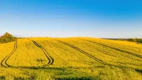 Złote, rzepakowe mazurskie pola z jeziorami w tle - zdjęcie 19