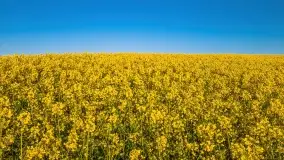 Złote, rzepakowe mazurskie pola z jeziorami w tle - zdjęcie 12