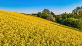 Złote, rzepakowe mazurskie pola z jeziorami w tle - zdjęcie 54