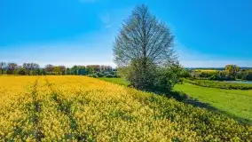 Złote, rzepakowe mazurskie pola z jeziorami w tle - zdjęcie 30