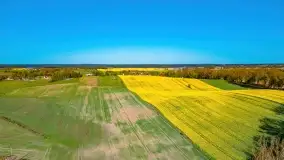 Złote, rzepakowe mazurskie pola z jeziorami w tle - zdjęcie 85