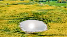 Złote, rzepakowe mazurskie pola z jeziorami w tle - zdjęcie 49