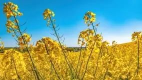 Złote, rzepakowe mazurskie pola z jeziorami w tle - zdjęcie 44