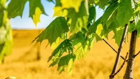 Złote, rzepakowe mazurskie pola z jeziorami w tle - zdjęcie 46