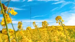 Złote, rzepakowe mazurskie pola z jeziorami w tle - zdjęcie 28