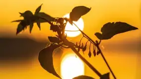 Wschód słońca nad jeziorem Mamry, Stanica Wodna Kietlice, czerwiec 2022 - zdjęcie 61