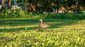 Wschód słońca nad jeziorem Mamry, Stanica Wodna Kietlice, czerwiec 2022 - zdjęcie 57