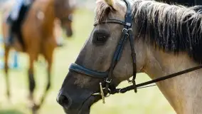 Sulimiada 2022, zobacz naszą fotorelację - zdjęcie 31