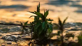 Czerwcowy zachód słońca nad jeziorem Kisajno - zdjęcie 29