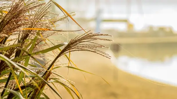 Poranek w Bocianim Gnieździe i te... mgły nad jeziorem Ryńskim - zdjęcie 10