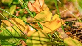 Jezioro Wesołek i puszcza Piska - zdjęcie 17